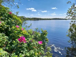 Chasewater Country Park