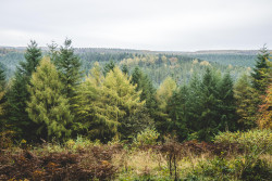 Dalby Forest