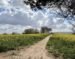 Wheata Woods