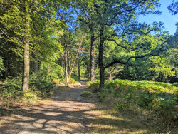 Northaw Great Wood