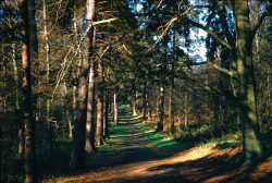 Whippendell Woods