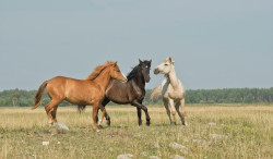 Willow Farm Riding School