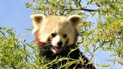Shepreth Wildlife Park