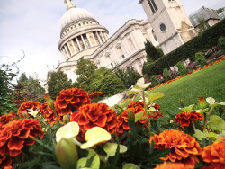 Festival Gardens