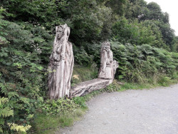 Ballyseedy Woods