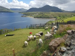 Killary Sheep Farm
