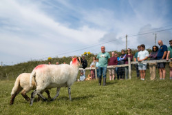 Dingle Sheepdog Demonstrations