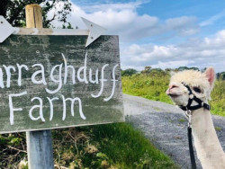 Curraghduff Farm