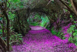 Reenagross Woodland Park