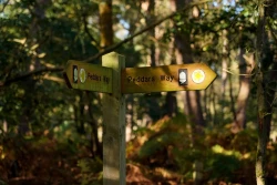 Knettishall Heath Nature Reserve