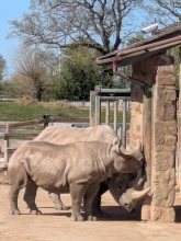 Chester Zoo
