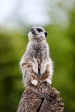 Bristol Zoo Project