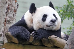 Edinburgh Zoo