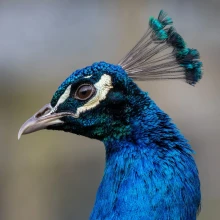 Exmoor Zoo