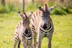 Noah's Ark Zoo Farm