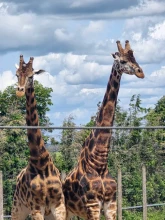 Twycross Zoo