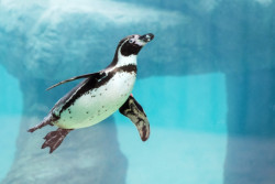 West Midland Safari Park & Leisure Park