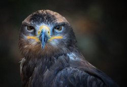 Willows Bird of Prey Centre