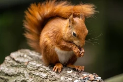 British Wildlife Centre