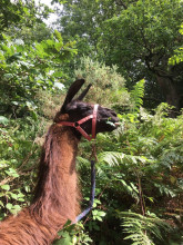 Surrey Hills Llamas