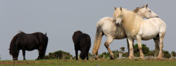 Willows Animal Sanctuary