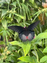 Wye Valley Butterfly Zoo