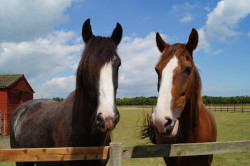 Redwings Caldecott