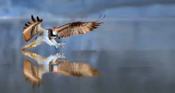 Loch Garten Osprey Centre