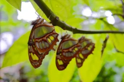 Butterfly and Fountain World
