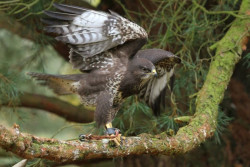 The Staffordshire Owl Experience and Birds of Prey Rescue Centre