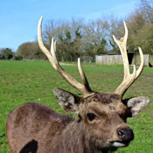 South West Deer Rescue