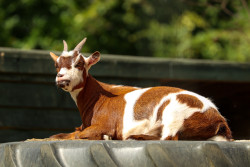 Totnes Rare Breeds Farm