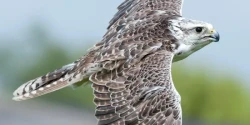 Cornish Birds Of Prey Centre