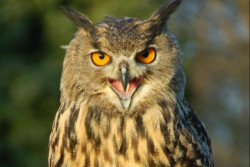 York Bird of Prey Centre