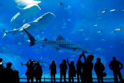 Blue Planet Aquarium