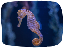 St. Andrews Aquarium