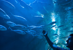 Dingle Oceanworld Aquarium