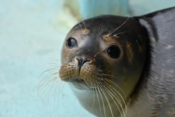 The Mablethorpe Seal Sanctuary
