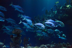 Fowey Aquarium